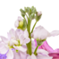 Premiumstrauß Blütensensation mit Premiumvase & Ferrero Giotto 3er