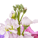 Premium Bouquet Blütensensation with premium vase & 2 Ferrero Rocher