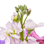 Premiumstrauß Blütensensation mit Premiumvase & Ferrero Giotto 3er
