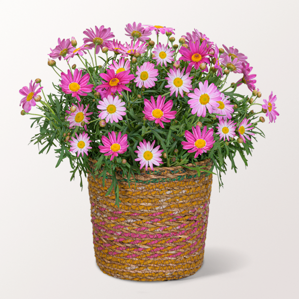 Rosa Margerite im Seegraskorb