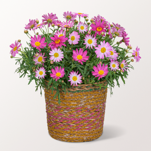 Pink Daisy in a Sea Grass Basket