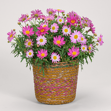 Pink Daisy's in a sea grass basket