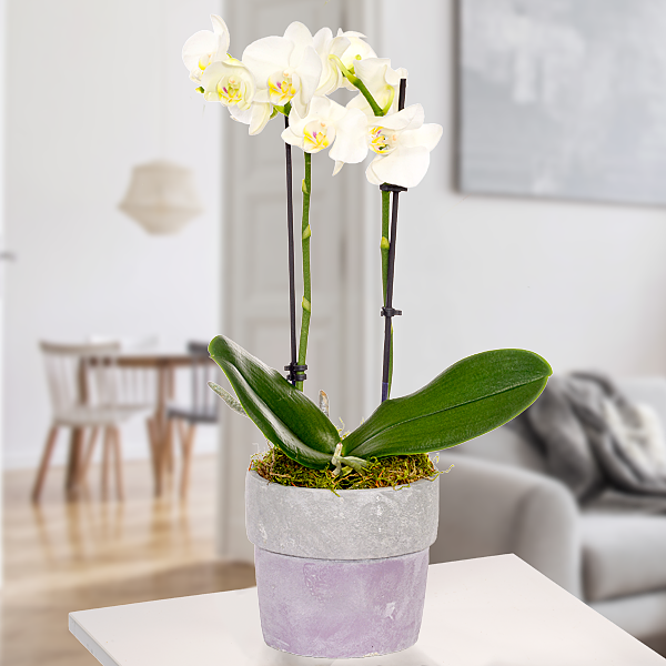 Orchidee im Keramiktopf mit weißen Blüten