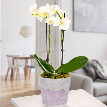 Orchid in ceramic pot with white blossoms