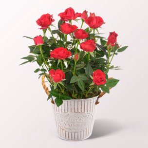 Rote Rose im Zinktopf