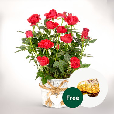 Red Rose in a zinc pot with 2 Ferrero Rocher