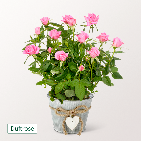 Rosa Rose im Zinktopf