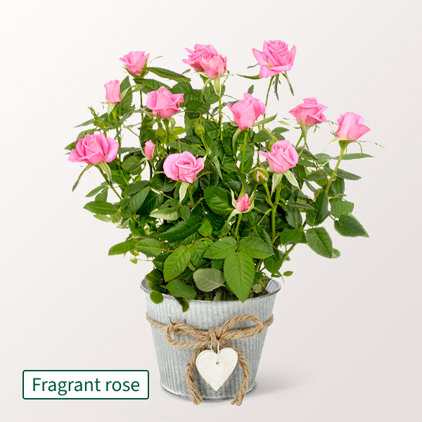 Pink Rose in a zinc pot