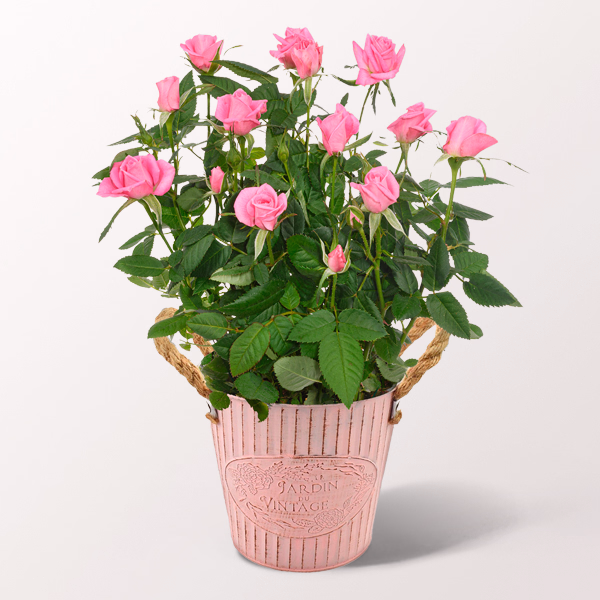 Pink Rose in a Zinc Pot