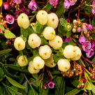 Blumenstrauß Sommererwachen mit Vase