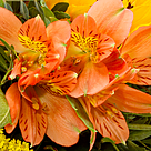 Blumenstrauß Blumenwunder mit Vase & Ferrero Raffaello