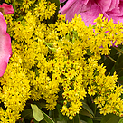 Blumenstrauß Sommerliebe mit Vase & Ferrero Raffaello & GLÜCK-Marmelade