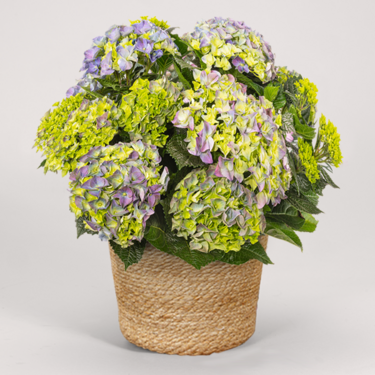 Blue Hydrangea in a wicker basket Blue Hydrangea in a wicker basket