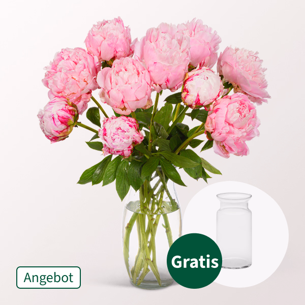 Rosa Pfingstrosen im Bund mit Vase