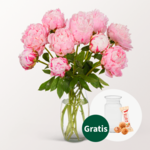 Rosa Pfingstrosen im Bund mit Vase & Ferrero Giotto 3er
