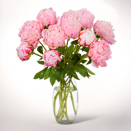 Wonderful light pink peonies in a bunch