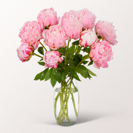 Wonderful Light Pink Peonies in a Bunch