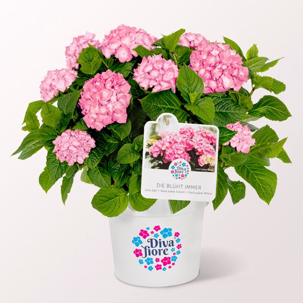 Ballhortensie „Diva fiore“ ®