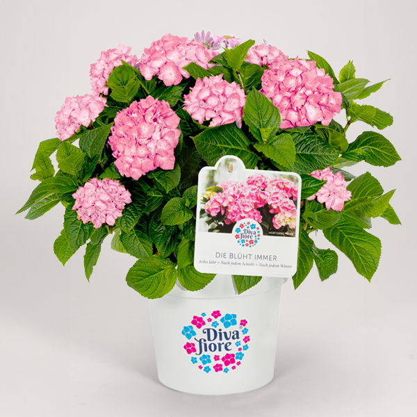 Ballhortensie 'Diva fiore' ®