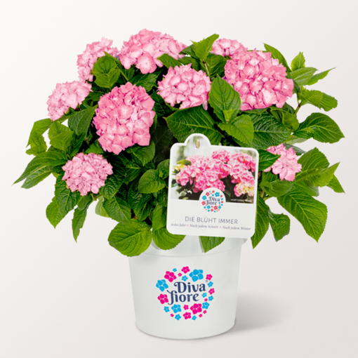 Ballhortensie „Diva fiore“ ®
