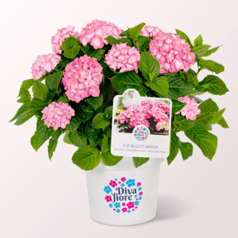 Ball Hydrangea „Diva fiore“ ®