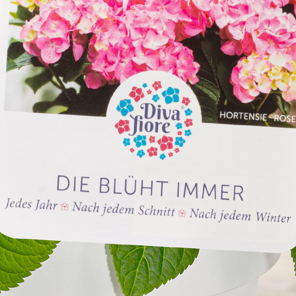 Ballhortensie „Diva fiore“ ®