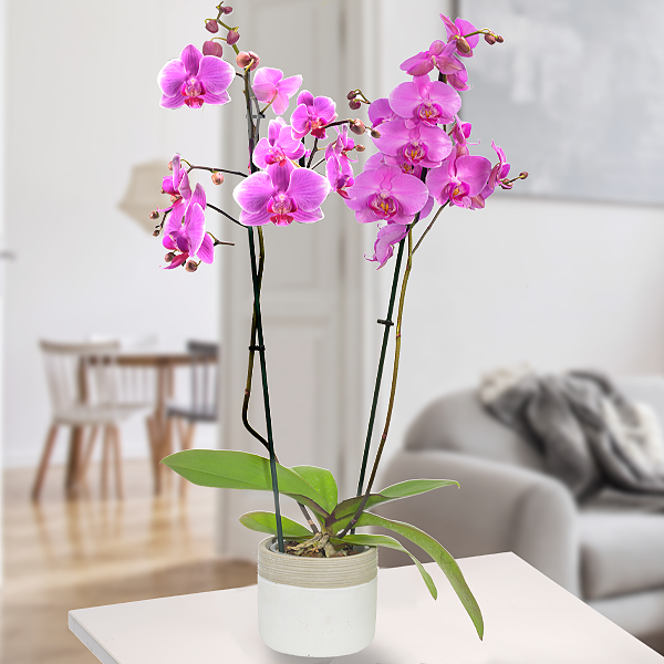Orchid in modern ceramic pot with pink blossoms