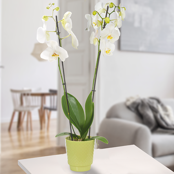 Orchidee im grünen Topf mit weißen Blüten
