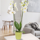 Orchid in green pot with white blossoms