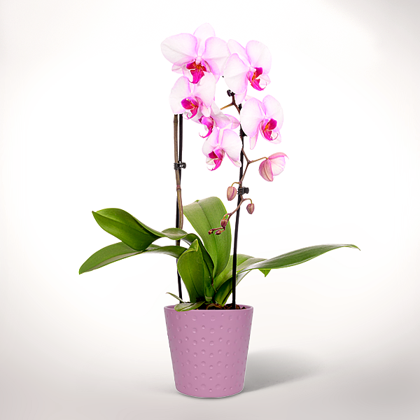 Rosa Orchidee im Topf
