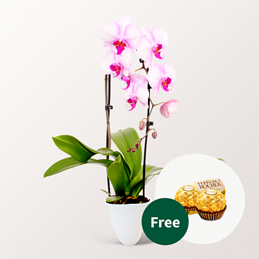 Light Pink Orchid in a pot with 2 Ferrero Rocher