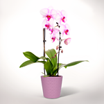 Light Pink Orchid in a pot