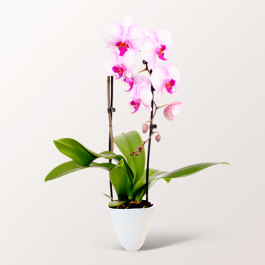 Light Pink Orchid in a pot Light Pink Orchid in a pot