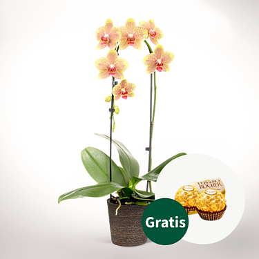 Gelbe Orchidee im Seegraskorb mit 2 Ferrero Rocher