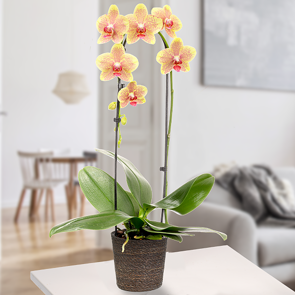 Gelbe Orchidee im Topf