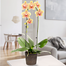 Yellow Orchid in a pot