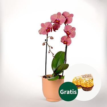 Lachs-Rosafarbene Orchidee im Topf mit 2 Ferrero Rocher