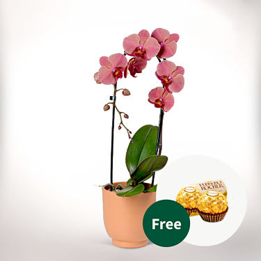 Salmon-Light Pink Orchid in a pot with 2 Ferrero Rocher