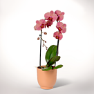 Salmon-Light Pink Orchid in a pot