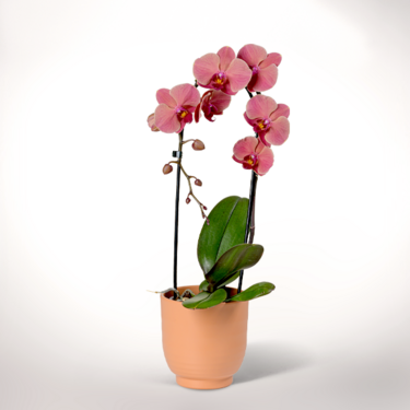 Salmon-Light Pink Orchid in a pot Salmon-Light Pink Orchid in a pot