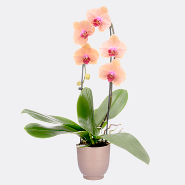 Salmon-Light Pink Orchid in a pot