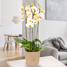 Weiße Premium-Orchidee in Papiertüte