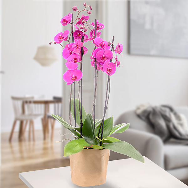 Pinke Premium-Orchidee in Papiertüte