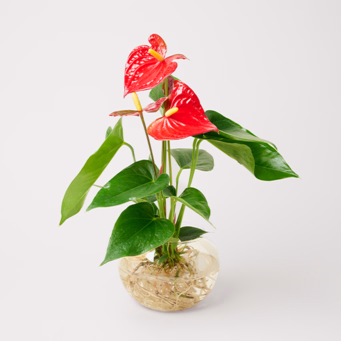 Rote Anthurie als Waterplant
