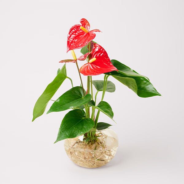 Red Anthuria as Water Plant