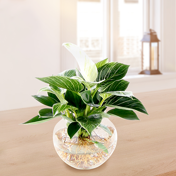 Water Plant Philodendron