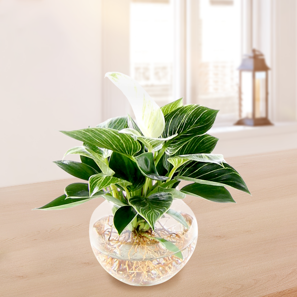 Water Plant Philodendron