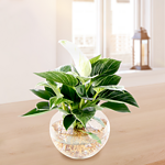 Water Plant Philodendron