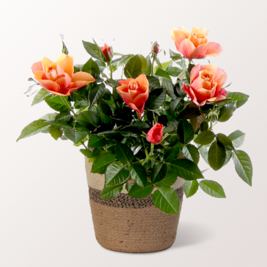 Orange Rose in wicker basket