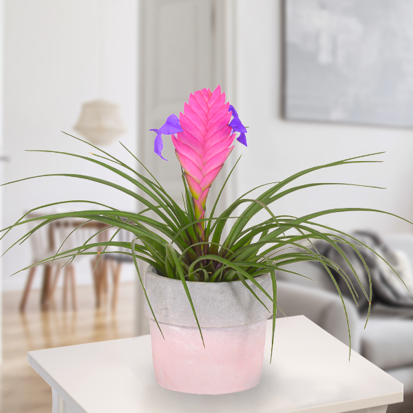 Tillandsia Cyanea in rosa Topf